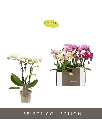 Phalaenopsis Multiflora Optifriend Mix V25cm