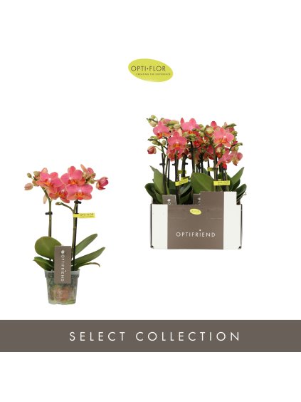 Phalaenopsis Multiflora Optifriend Gwen V25cm