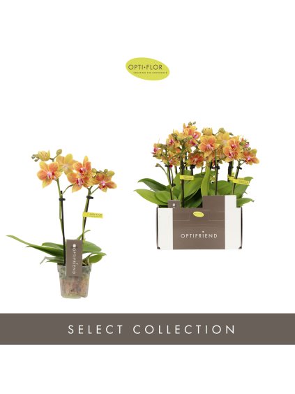 Phalaenopsis Multiflora Optifriend Indy V25cm