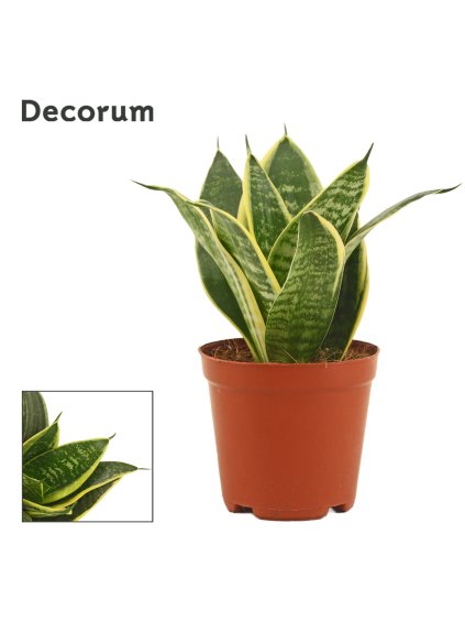 Sansevieria Super hahnii V22cm