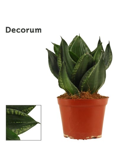 Sansevieria hahnii Silver flame V24cm