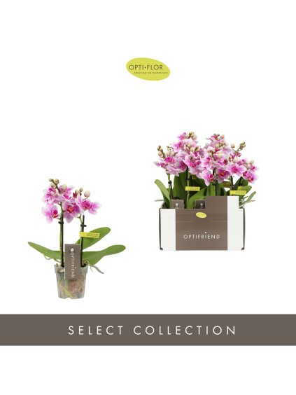 Phalaenopsis Multiflora Optifriend Kris V25cm