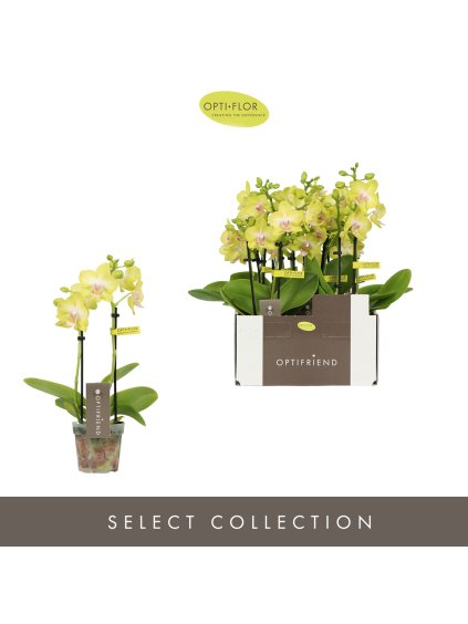Phalaenopsis Multiflora Optifriend Yellow V25cm