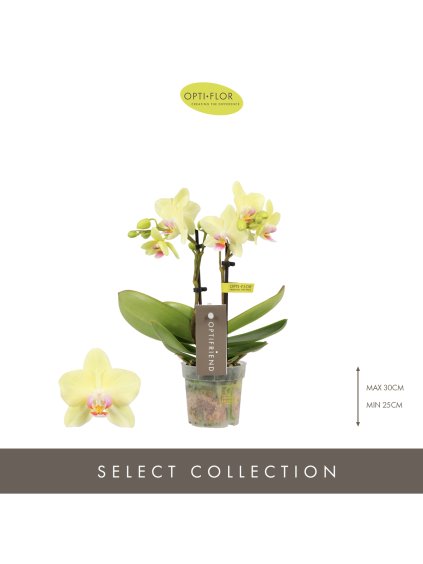 Phalaenopsis Multiflora Optifriend Lena V25cm