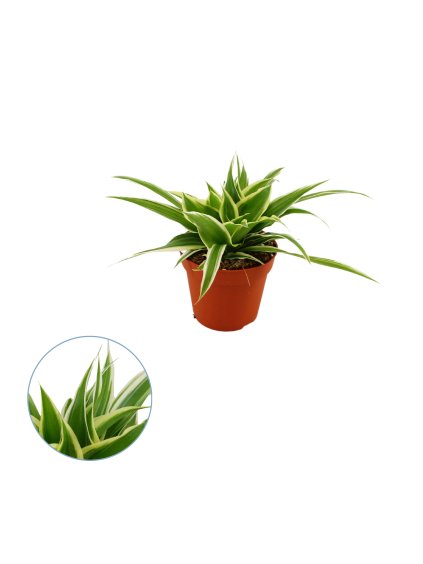 Chlorophytum comosum 'Ocean' V20cm