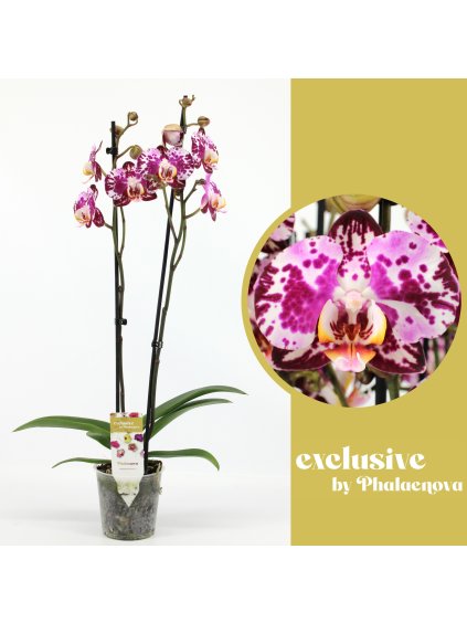Phalaenopsis Blanka V65cm