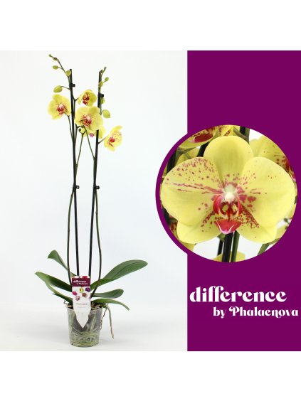Phalaenopsis Edyta V70cm