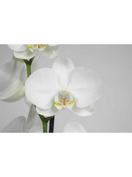 Phalaenopsis Pure Silk V70cm