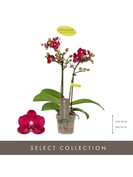Phalaenopsis Multiflora Optifriend Lola V25cm