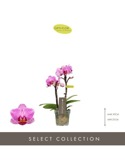 Phalaenopsis Multiflora Optifriend Lotte V25cm