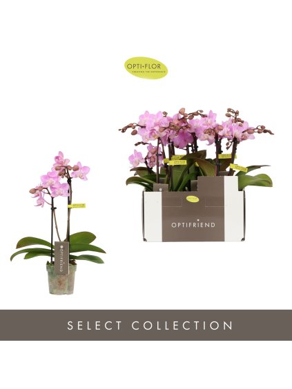 Phalaenopsis Multiflora Optifriend Lieke V25cm