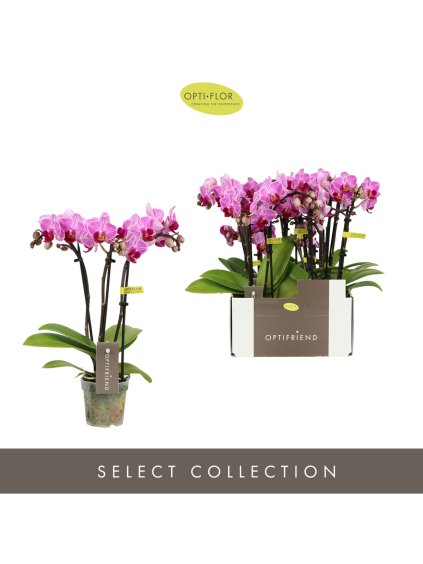 Phalaenopsis Multiflora Optifriend Lotte V25cm