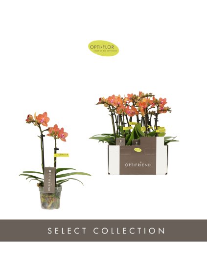 Phalaenopsis Multiflora Optifriend Maud V25cm