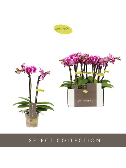 Phalaenopsis Multiflora Optifriend Nikki V25cm
