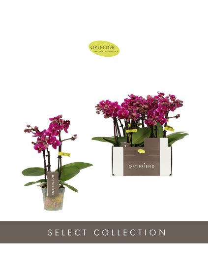 Phalaenopsis Multiflora Optifriend Purple V25cm