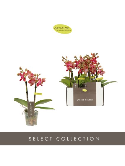 Phalaenopsis Multiflora Optifriend Red V25cm