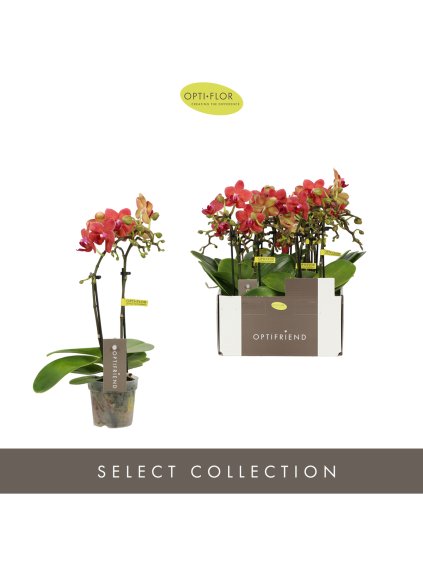 Phalaenopsis Multiflora Optifriend Rosa V25cm