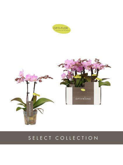 Phalaenopsis Multiflora Optifriend Pink V25cm