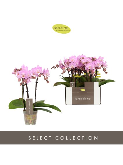 Phalaenopsis Multiflora Optifriend Pink V25cm