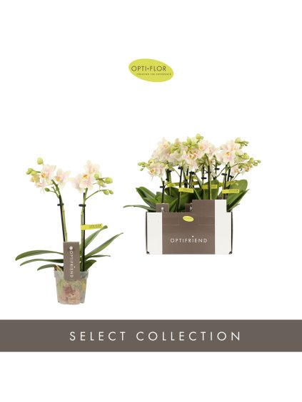 Phalaenopsis Multiflora Optifriend Sara V25cm