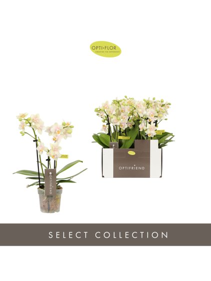 Phalaenopsis Multiflora Optifriend Sara V25cm