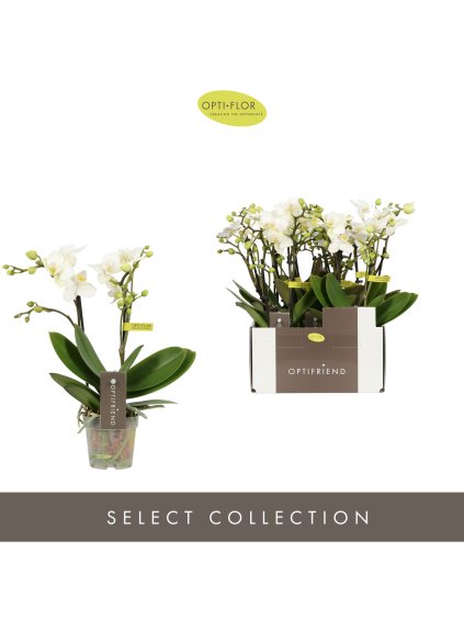 Phalaenopsis Multiflora Optifriend Sandra V25cm