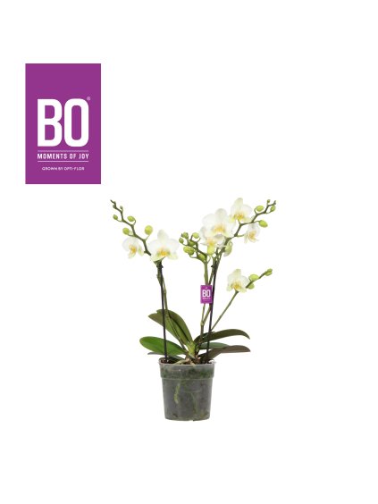 Phalaenopsis Multiflora Flora BO Collection White V45cm