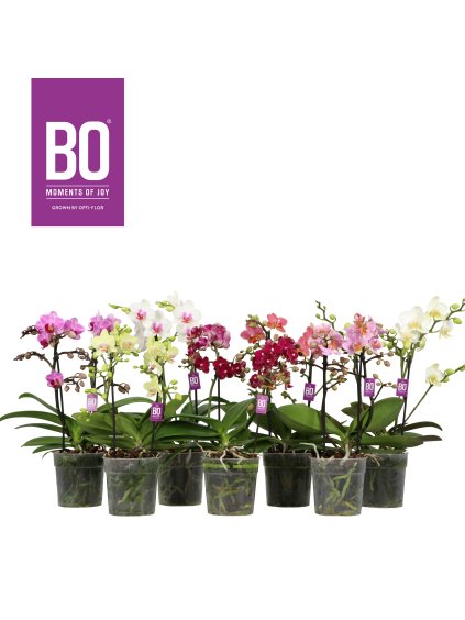 Phalaenopsis Multiflora Flora BO Collection mix V40cm