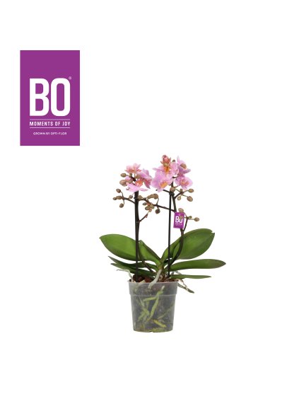 Phalaenopsis Multiflora Flora BO Collection Midpink V35cm