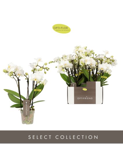 Phalaenopsis Multiflora Optifriend Sandra V25cm