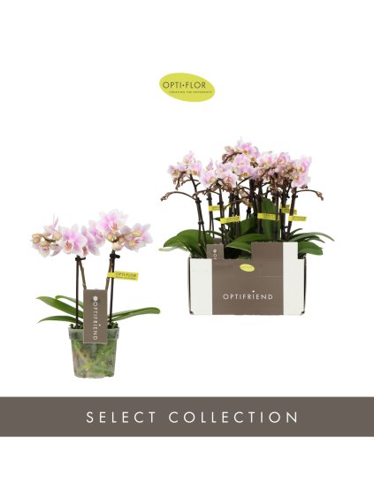 Phalaenopsis Multiflora Optifriend Sanne V25cm