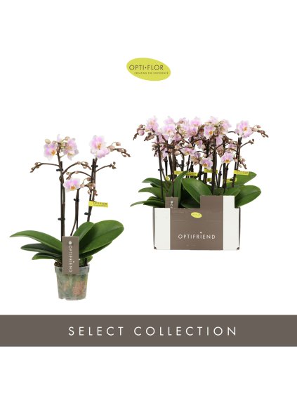 Phalaenopsis Multiflora Optifriend Sanne V25cm
