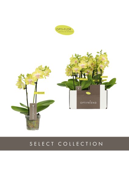 Phalaenopsis Multiflora Optifriend Suzy V25cm