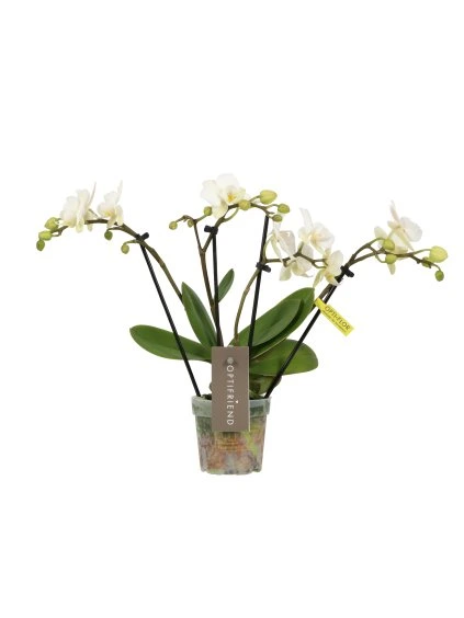 Phalaenopsis Multiflora Theatro Funk V30cm