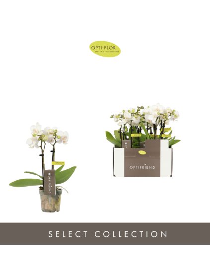 Phalaenopsis Multiflora Optifriend White V25cm