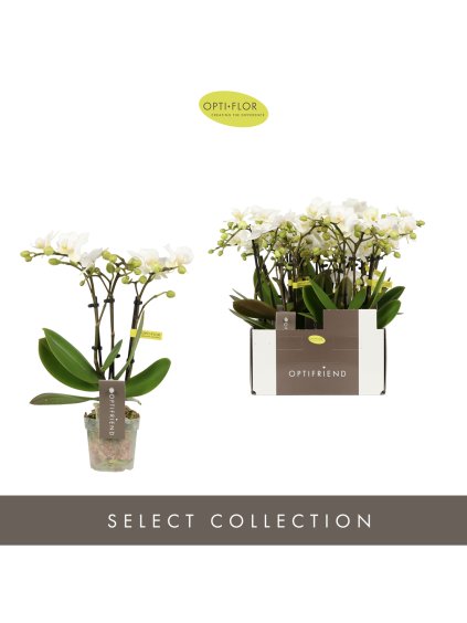 Phalaenopsis Multiflora Optifriend White V25cm