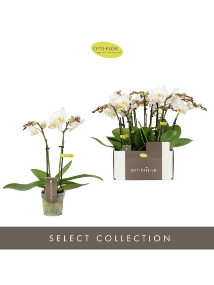 Phalaenopsis Multiflora Optifriend Zoë V25cm