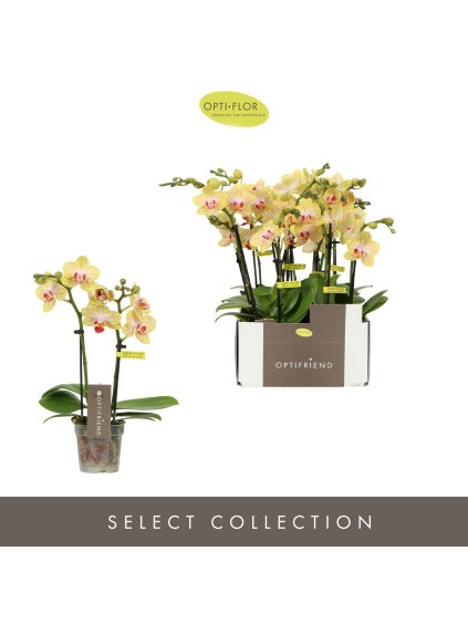 Phalaenopsis Multiflora Optifriend Stella V25cm