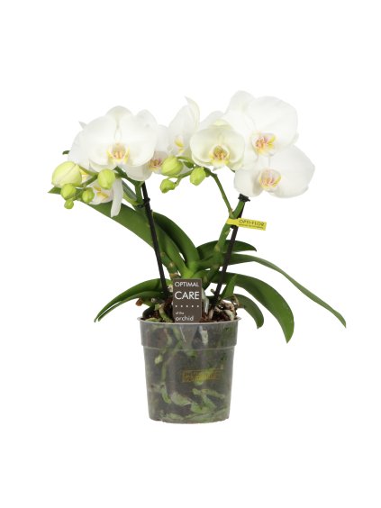 Phalaenopsis Shorty V30cm