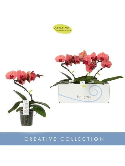 Phalaenopsis Balletto Swirl V45cm