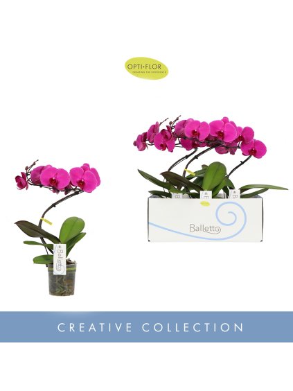 Phalaenopsis Balletto Pivot V45cm
