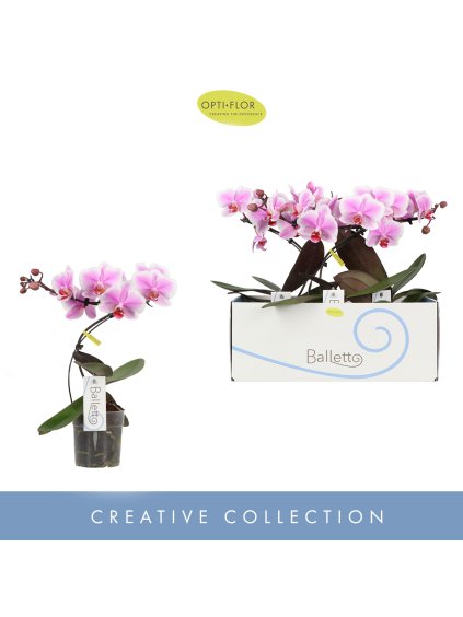 Phalaenopsis Balletto Spinturn V45cm