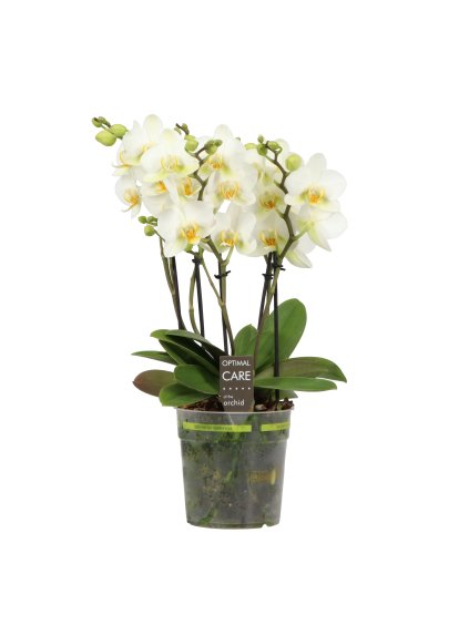 Phalaenopsis Multiflora Flora White V45cm