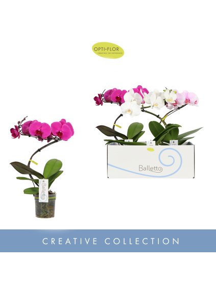 Phalaenopsis Balletto mix V45cm