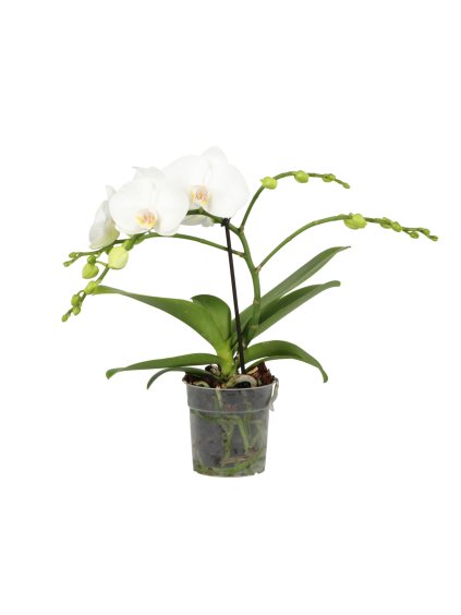 Phalaenopsis Shorty V40cm