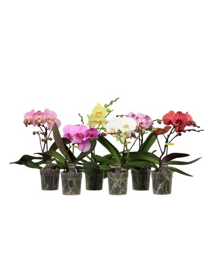 Phalaenopsis Shorty mix V40cm