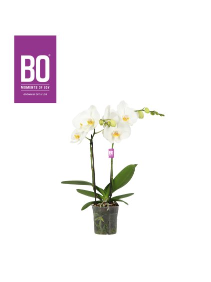 Phalaenopsis Shorty BO Collection Prosecco V40cm