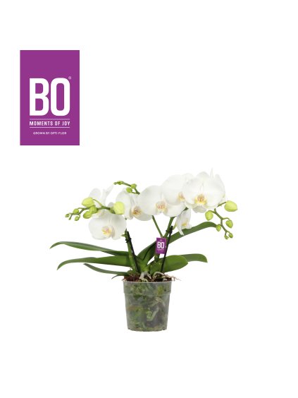 Phalaenopsis Shorty BO Collection V40cm