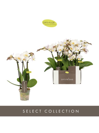 Phalaenopsis Multiflora Optifriend Zoë V25cm