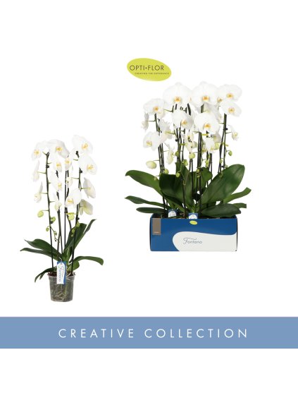 Phalaenopsis Fontano Wealth V85cm